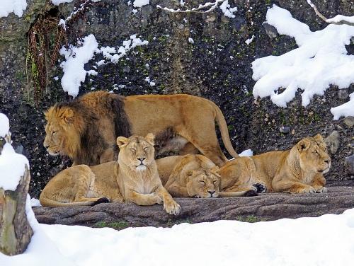 Lion - عکس برنامه موبایلی اندروید