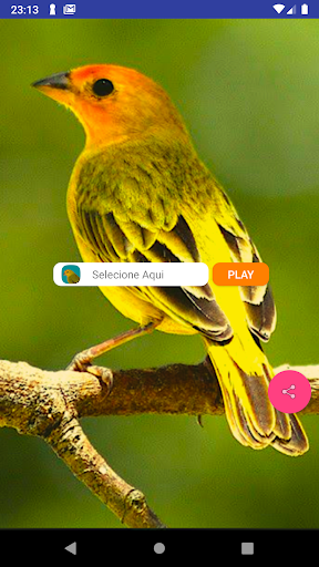 Canário Verdadeiro - Image screenshot of android app