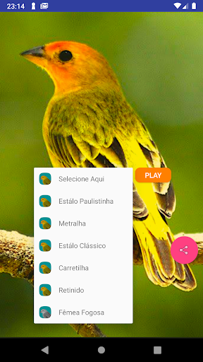 Canário Verdadeiro - Image screenshot of android app