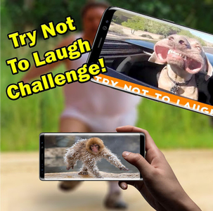 برنامه Funny Animals Videos - دانلود | کافه بازار برنامه Funny Animals Videos - دانلود | کافه بازار