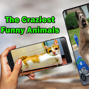 Funny Animal Videos!!