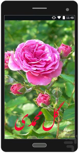 Damask rose - Image screenshot of android app