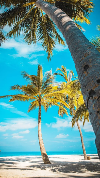 Palm Tree Wallpapers - عکس برنامه موبایلی اندروید