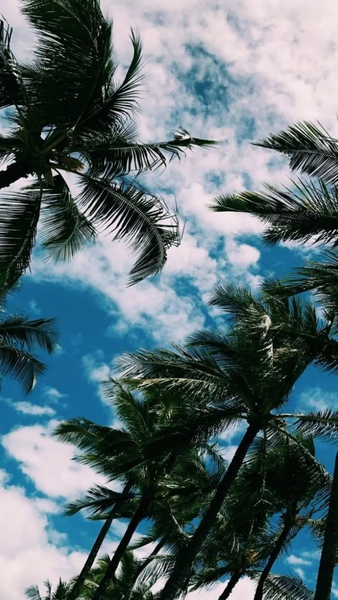 Palm Tree Wallpapers - عکس برنامه موبایلی اندروید