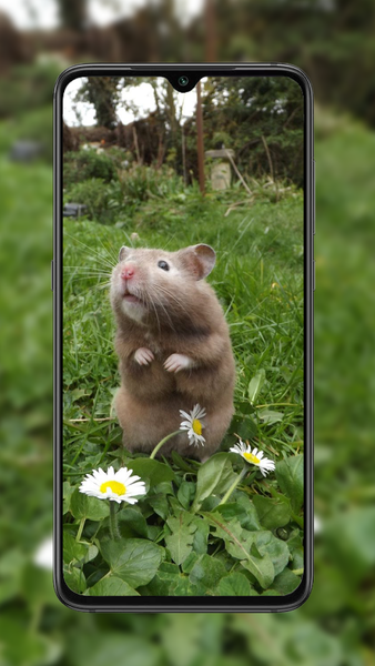 Hamster Wallpaper - عکس برنامه موبایلی اندروید