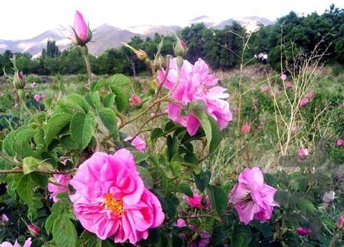 Herbal drugs - Image screenshot of android app