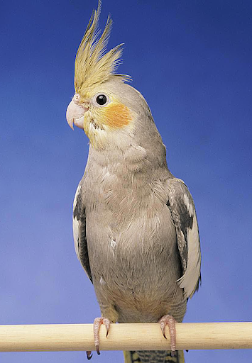 Cockatiel Sounds - Image screenshot of android app