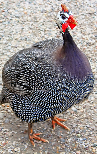Guinea Fowl Sounds & Calls - Image screenshot of android app
