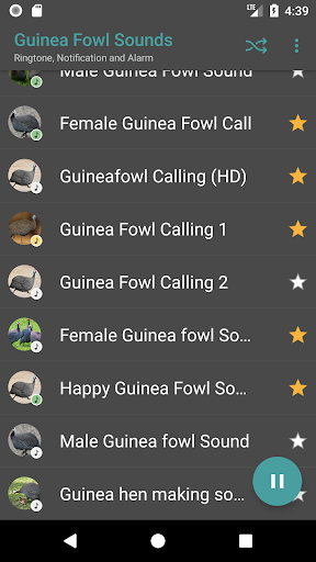 Guinea Fowl Sounds & Calls - Image screenshot of android app