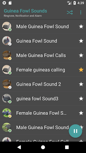 Guinea Fowl Sounds & Calls - Image screenshot of android app