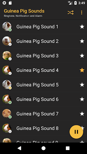 Guinea Pig Sounds - Image screenshot of android app