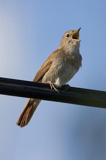 Nightingale Sounds - عکس برنامه موبایلی اندروید