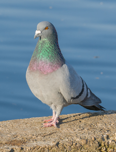 Pigeon Sounds - عکس برنامه موبایلی اندروید