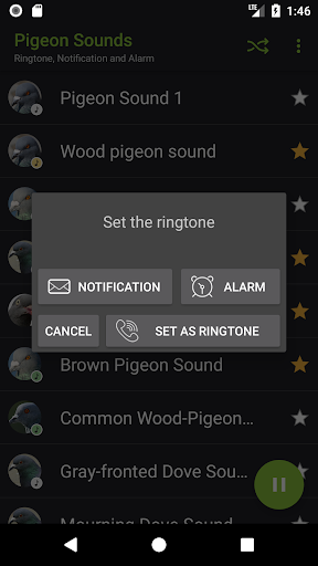 Pigeon Sounds - Image screenshot of android app