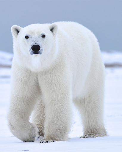 Polar Bear sounds - Image screenshot of android app