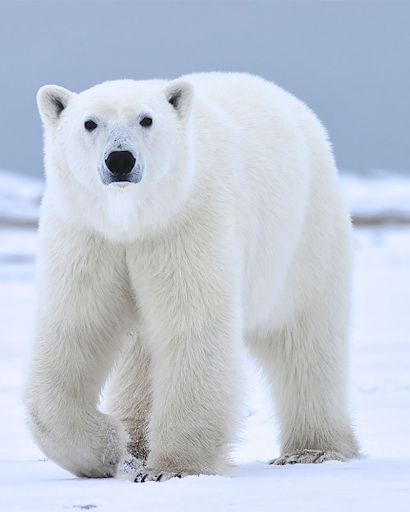Polar Bear sounds - عکس برنامه موبایلی اندروید