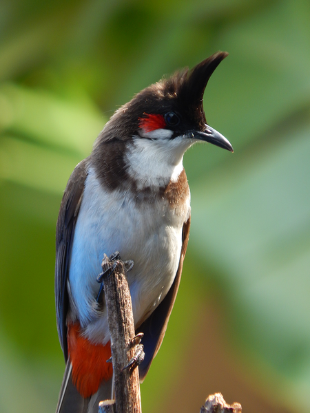 Red-whiskered bulbul Sounds - Image screenshot of android app