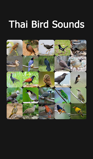 Thai Bird Sounds - Image screenshot of android app