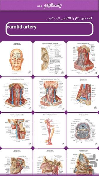 اطللس آناتومی نتر - سر و گردن - عکس برنامه موبایلی اندروید