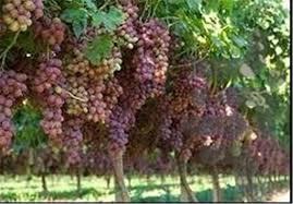 آموزش کامل باغبانی - Image screenshot of android app