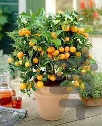 آموزش کامل باغبانی - Image screenshot of android app