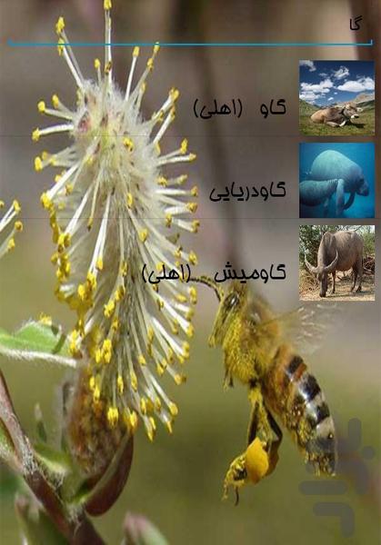 Animal World extraordinary - Image screenshot of android app