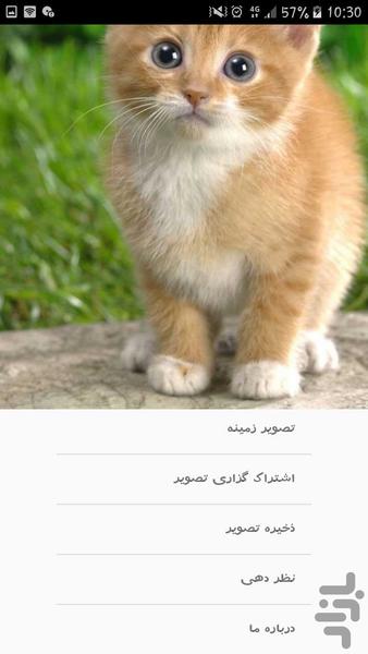 تصاویر گربه - عکس برنامه موبایلی اندروید