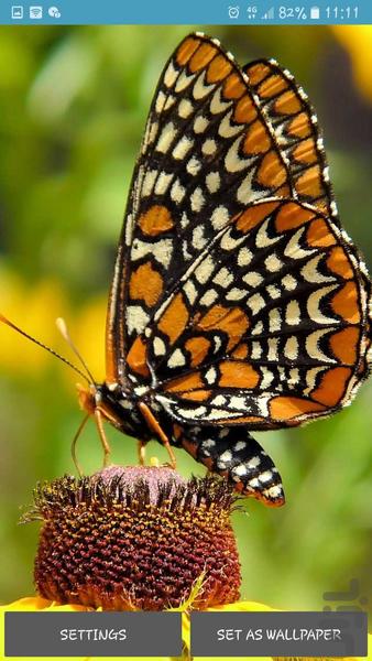Live Butterfly - Image screenshot of android app