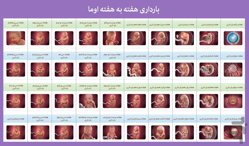 بارداری هفته به هفته - عکس برنامه موبایلی اندروید