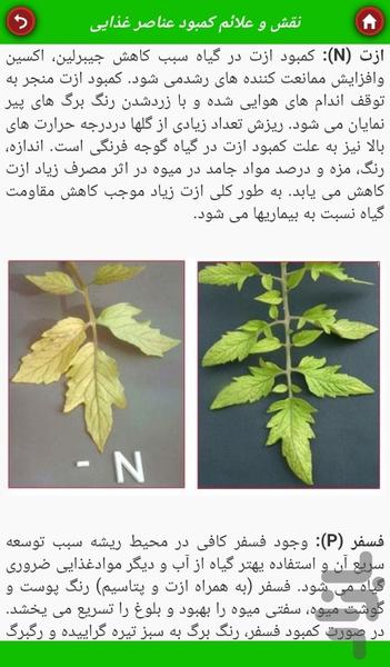 کشت گوجهفرنگی - عکس برنامه موبایلی اندروید