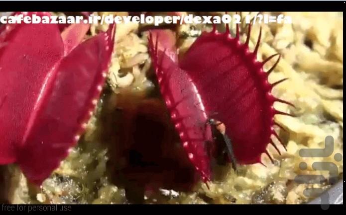 ونوس حشره خوار - عکس برنامه موبایلی اندروید