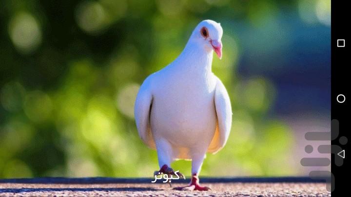 آموزش حیوانات - عکس برنامه موبایلی اندروید
