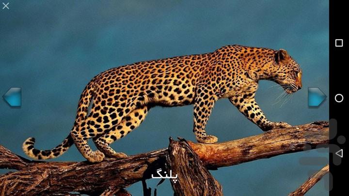 آموزش حیوانات - عکس برنامه موبایلی اندروید