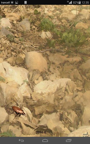 سوسک بازی - Gameplay image of android game