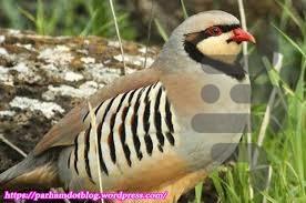 کبک پرورش بده - Image screenshot of android app