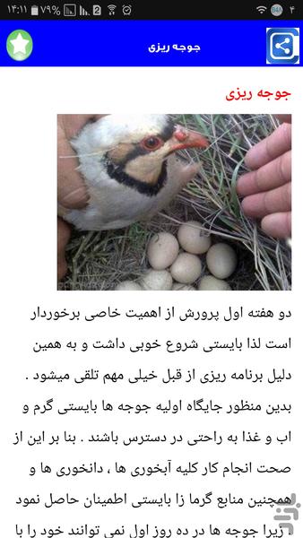 کبک پرورش بده - Image screenshot of android app