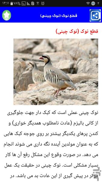 کبک پرورش بده - Image screenshot of android app