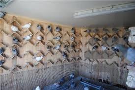 علم کبوتر داری - عکس برنامه موبایلی اندروید