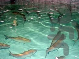 ماهی و میگو پرورش دهید - Image screenshot of android app