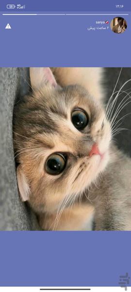 Network Social Jomleh - Image screenshot of android app