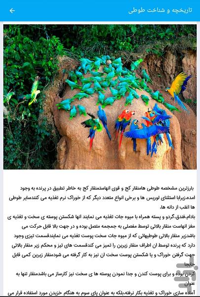 طوطی باز - Image screenshot of android app