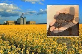 پرورش پرسود کلزا و گندم - عکس برنامه موبایلی اندروید