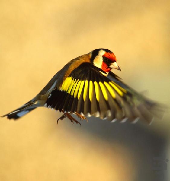 پرورش پرسود سهره کرمانی - عکس برنامه موبایلی اندروید