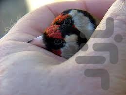 پرورش پرسود سهره کرمانی - عکس برنامه موبایلی اندروید