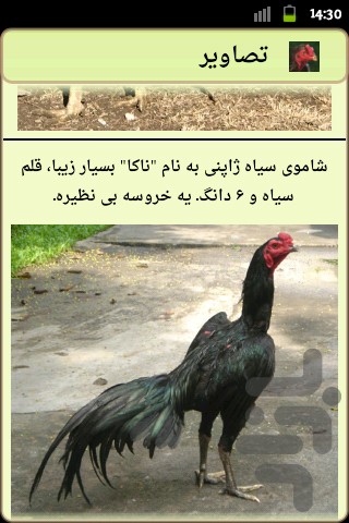 برنامه خروس لاری دانلود کافه بازار
