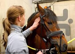 صفر تا صد پرورش اسب - Image screenshot of android app