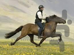 صفر تا صد پرورش اسب - Image screenshot of android app