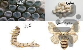 پرورش پرسود کرم ابریشم - عکس برنامه موبایلی اندروید