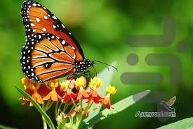 پرورش پرسود کرم ابریشم - عکس برنامه موبایلی اندروید