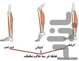 درمانگر گرفتگی عضلانی - عکس برنامه موبایلی اندروید